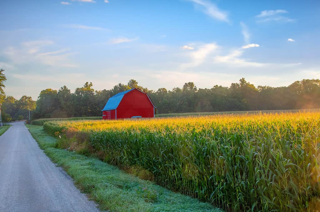 Strada di campagna con campo di mais rosso-fienile illuminato dal sole nascente-Cass County, Indiana