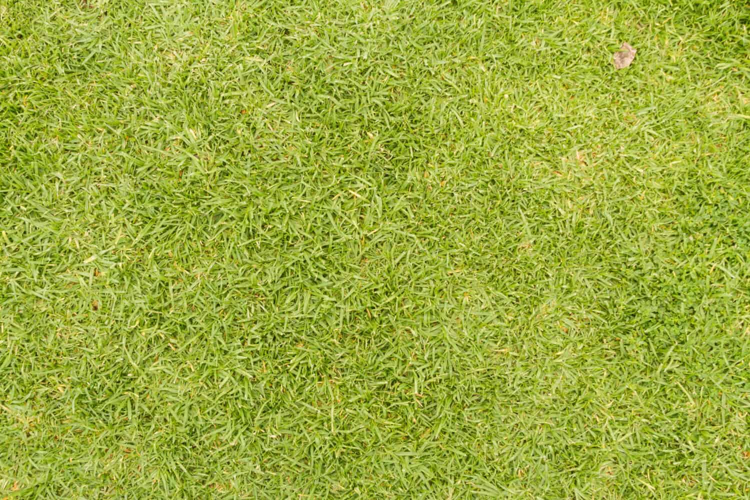 Close up di erba verde visto dall'alto