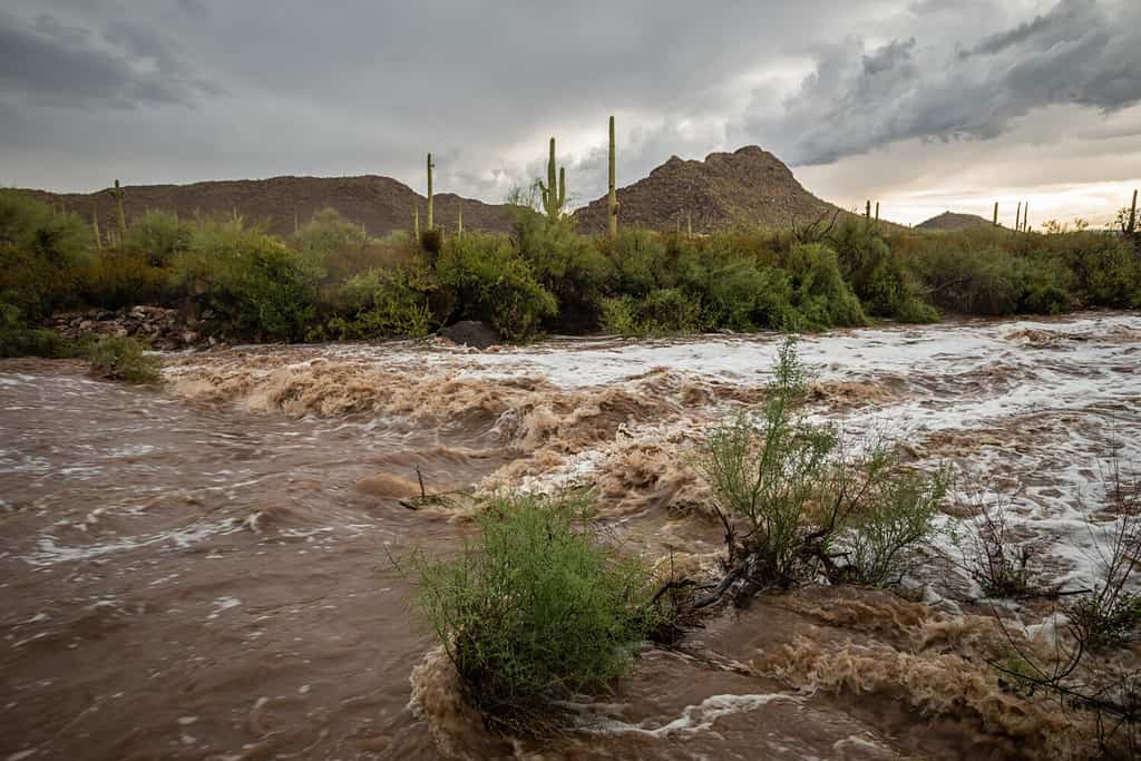 Inondazioni improvvise su un deserto arroyo dopo un forte temporale della stagione dei monsoni nel monumento nazionale di Cactus a canne d'organo, contea di Pima, Arizona, Stati Uniti