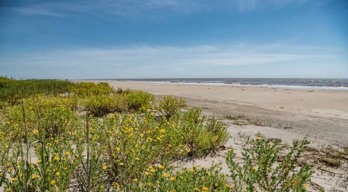 Holly Beach si trova nella Parrocchia di Cameron in Louisiana.