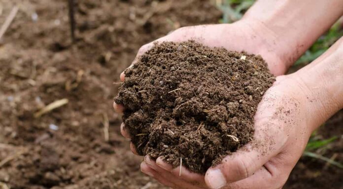 Terreno di compost, fertilizzante organico per piante a portata di mano per la piantagione