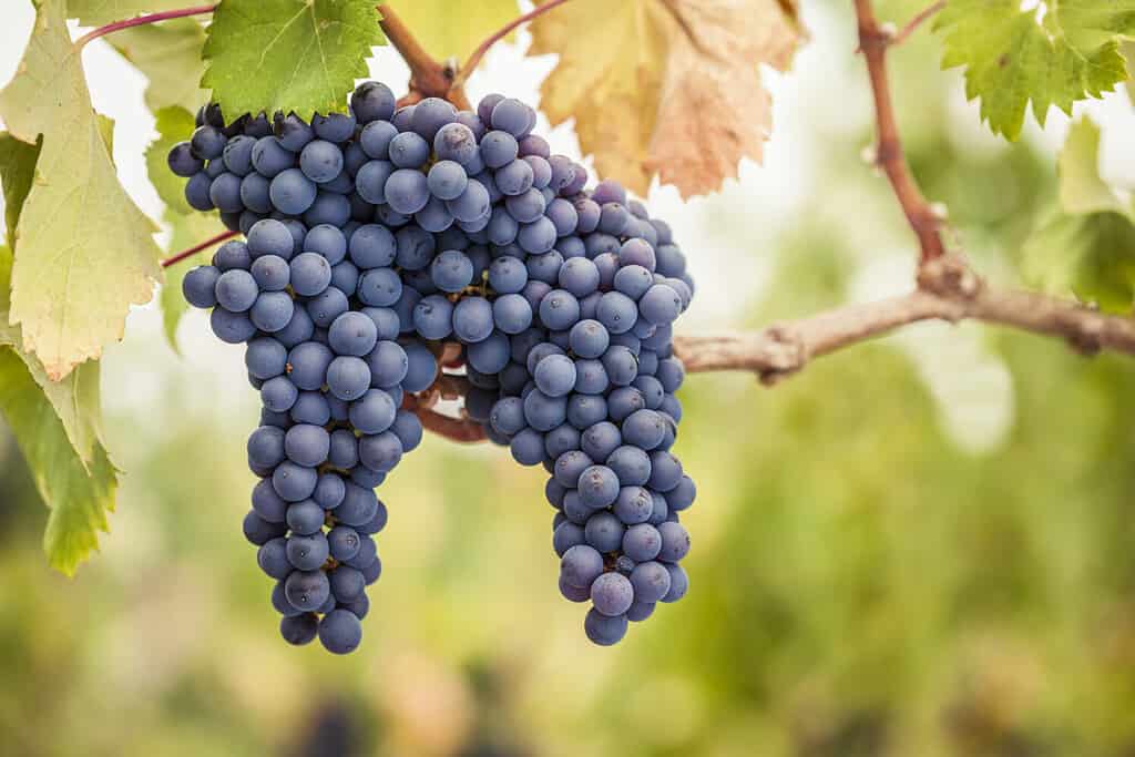 Grappoli di uve da vino Pinot Nero sulla vite