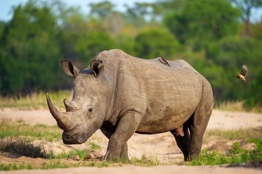 Rinoceronte bianco, rinoceronte dalle labbra quadrate o rinoceronte (Ceratotherium simum) e bufaga dal becco rosso (Buphagus erythrorynchus).  Mpumalanga.  Sud Africa.