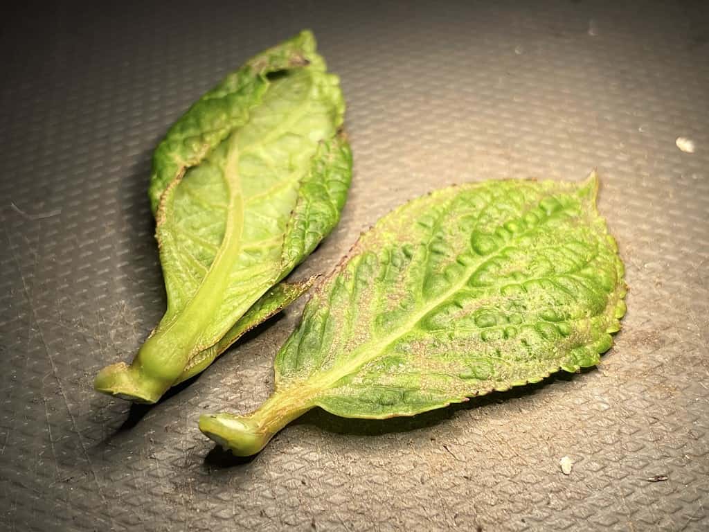 I tripidi danneggiano le foglie di un'ortensia