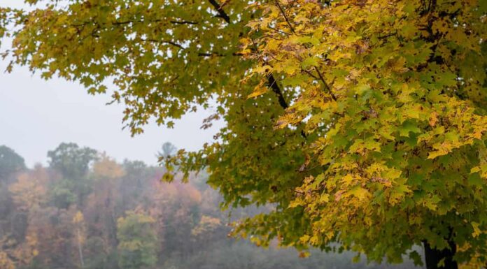 nebbioso paesaggio autunnale su Mirror Lake Wisconsin nel mese di ottobre