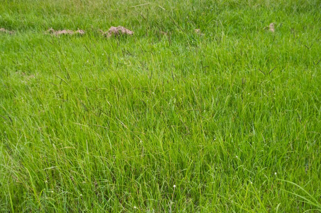 Paspalum notatum prateria vicino al cricket ovale 7th Brigade Park Chermside