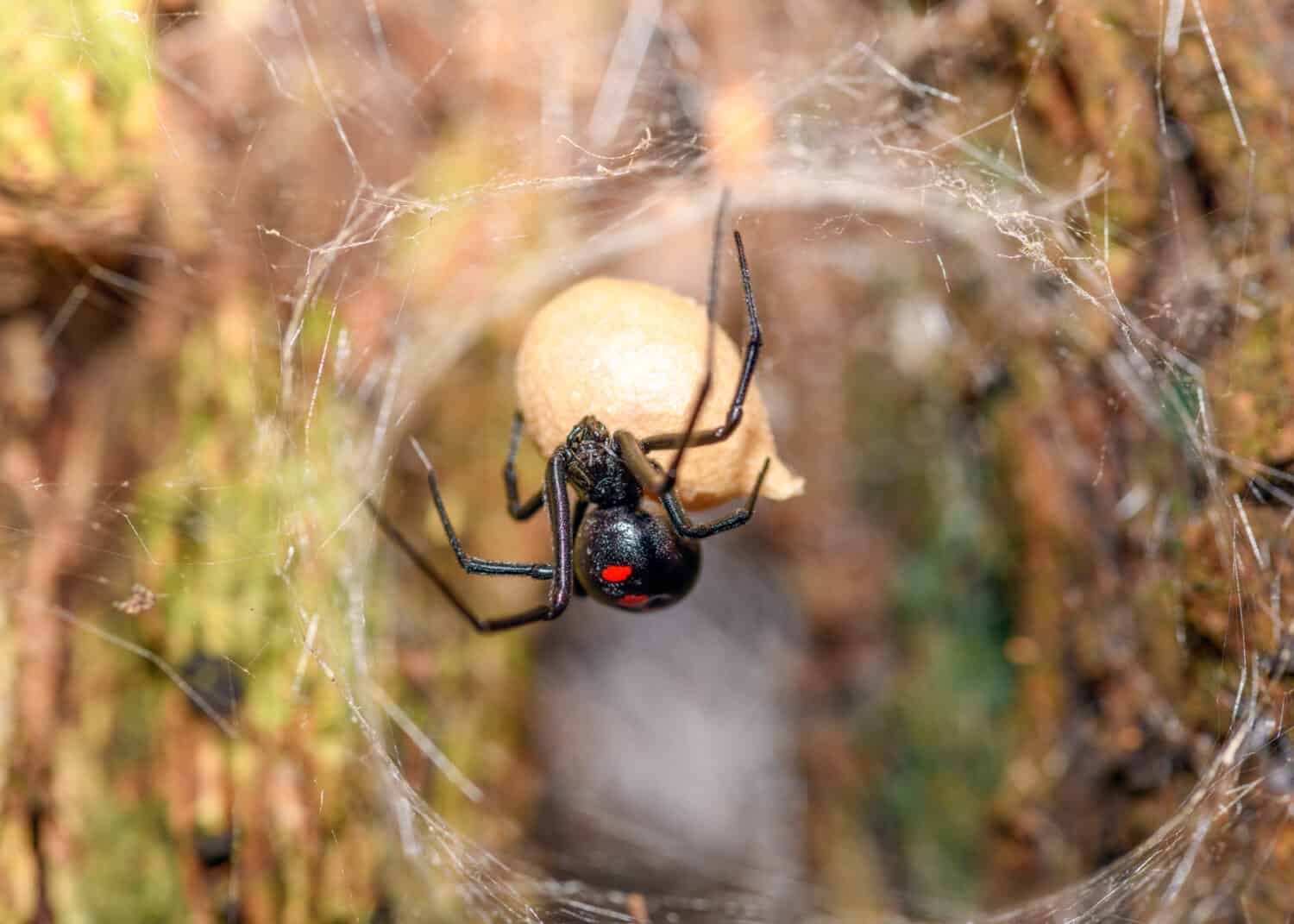 Un ragno vedova nera che custodisce il suo sacco 