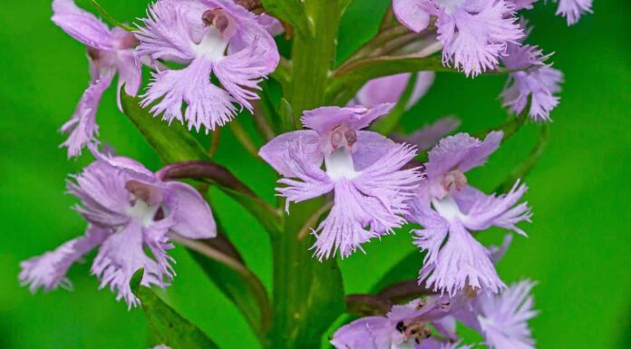 Foto macro di Lesser Purple Fringed Orchid, Platanthera psycodes con i suoi vistosi petali viola lavanda sfrangiati.  Vista dettagliata dei fiori con uno sfondo verde. 