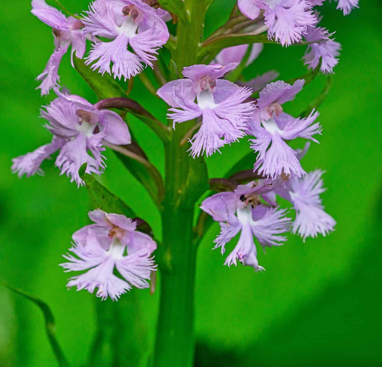 Foto macro di Lesser Purple Fringed Orchid, Platanthera psycodes con i suoi vistosi petali viola lavanda sfrangiati.  Vista dettagliata dei fiori con uno sfondo verde. 