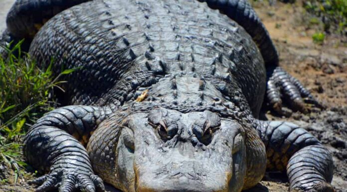 Vista frontale di un grande alligatore