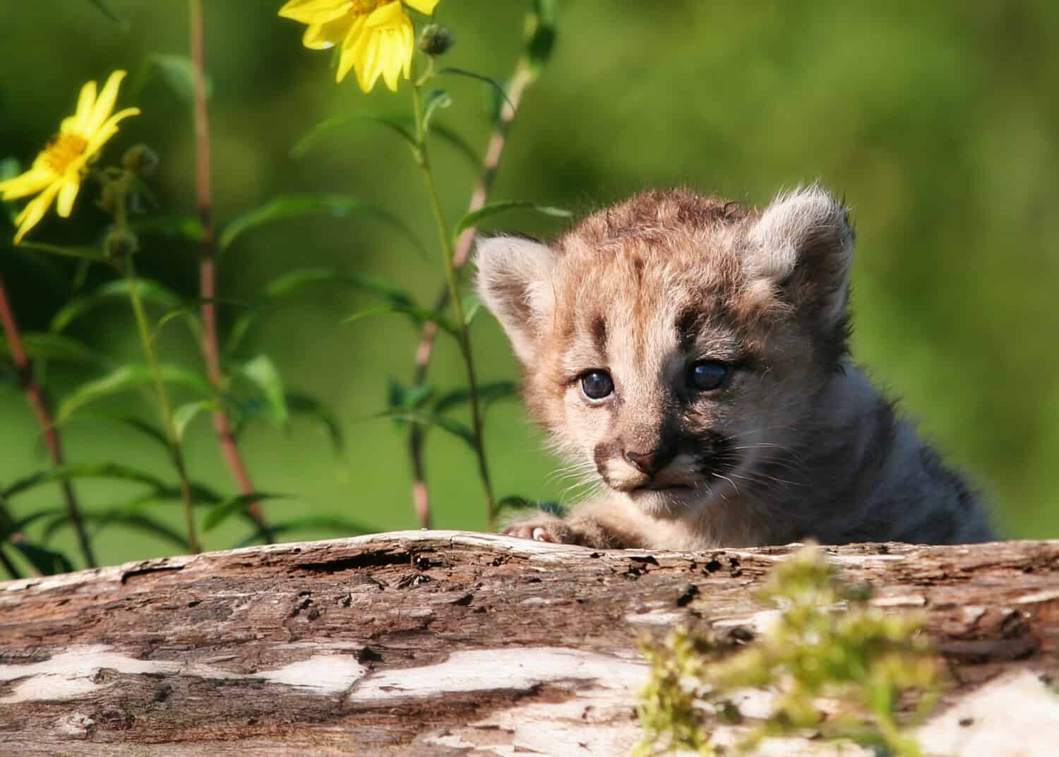 Giovane gattino del leone di montagna