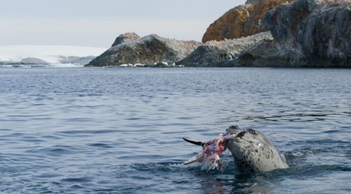 Denti di foca leopardo - Mangiare foca leopardo