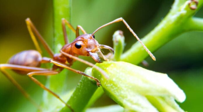 10 animali che accumulano - formica del fuoco