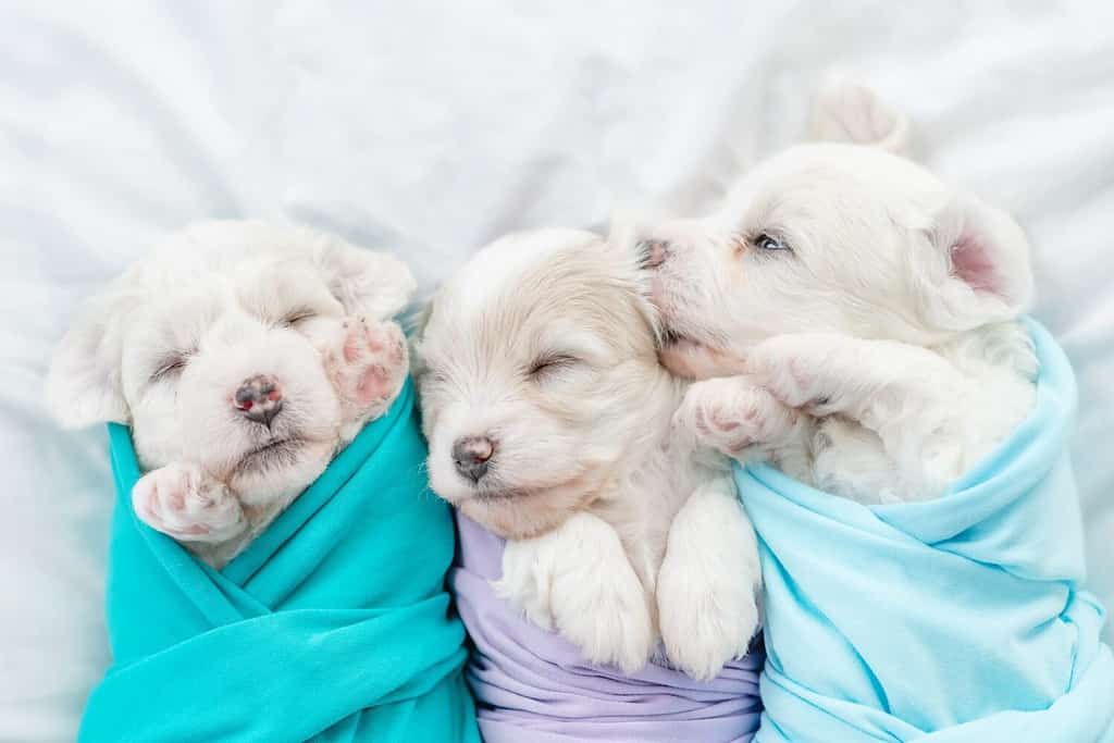 Gruppo di piccoli cuccioli di Bichon Frise avvolti come un bambino sdraiato su un letto a casa.  Vista dall'alto verso il basso