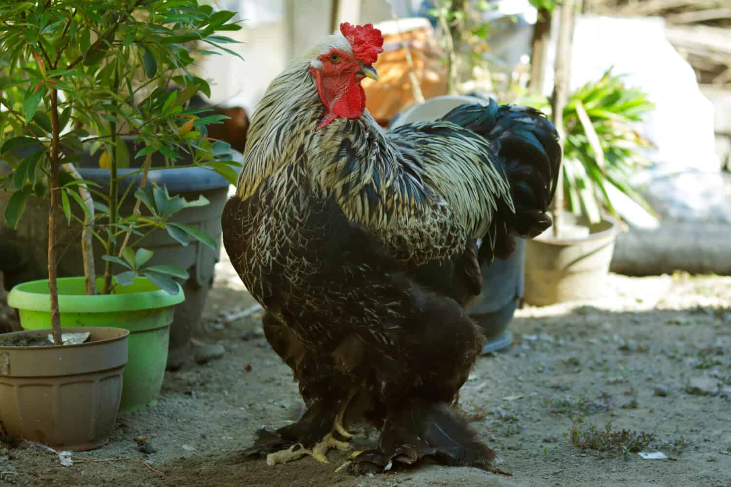 un robusto gallo brahma allevato nel villaggio