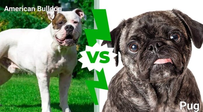 Bulldog americano contro Pug: 4 differenze chiave spiegate
