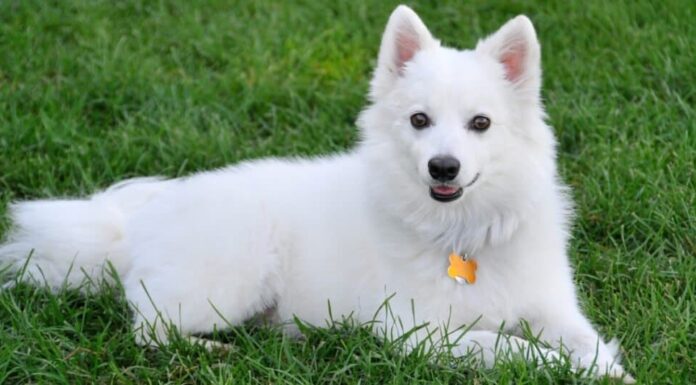 Cane eschimese americano che risiede nell'erba verde