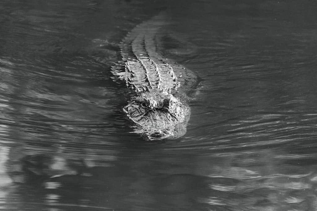 Una scala di grigi del primo piano di un alligatore nell'acqua