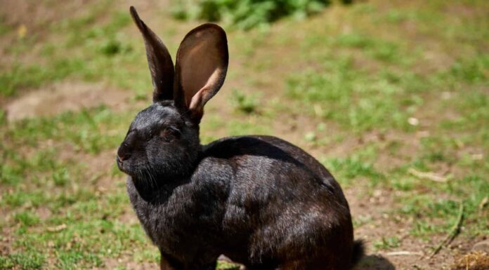 Coniglio gigante fiammingo nero in una giornata di sole