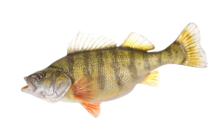 Confronto delle dimensioni del pesce persico giallo: quanto sono grandi?
