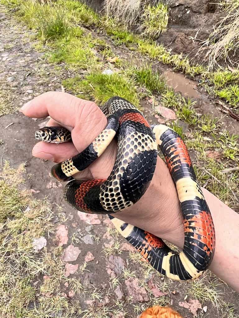 Lampropeltis micropholis, il serpente del latte sudamericano, presenta uno schema minimo o nullo.  Se sono presenti squame colorate, di solito sono dominate dal ticchettio nero.