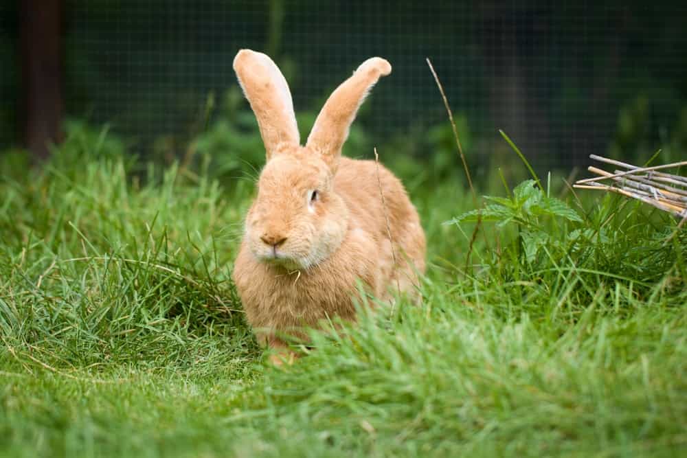 Coniglio gigante fiammingo in erba