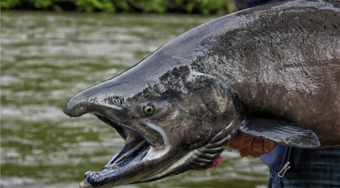 Una striscia nera lungo la linea gengivale del salmone Chinook dà loro il nome alternativo di bocca nera.