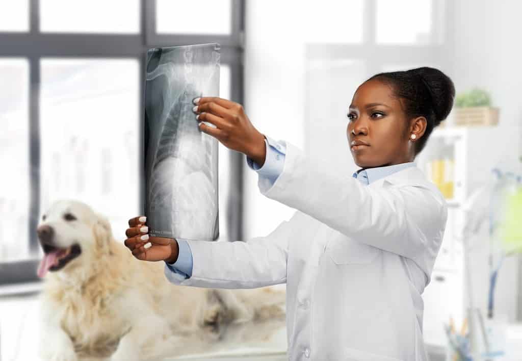 medicina, animale domestico e concetto di sanità - medico veterinario femminile che esamina i raggi x dell'animale sopra il fondo dell'ufficio della clinica veterinaria