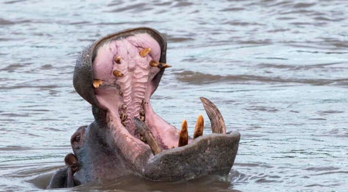 Un toro ippopotamo territoriale fa un enorme sbadiglio spalancato come avvertimento agli altri maschi di tenersi fuori dal suo territorio.  Faranno anche questo gesto di minaccia agli umani sulla riva del fiume.