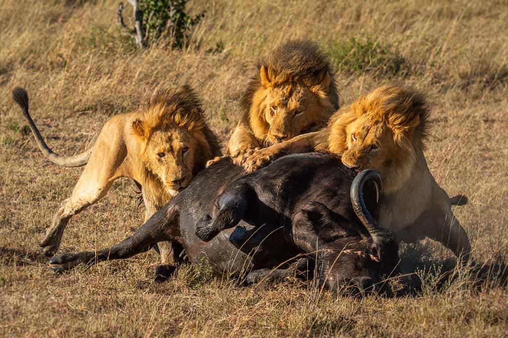 Tre leoni maschi si nutrono di bufali del Capo