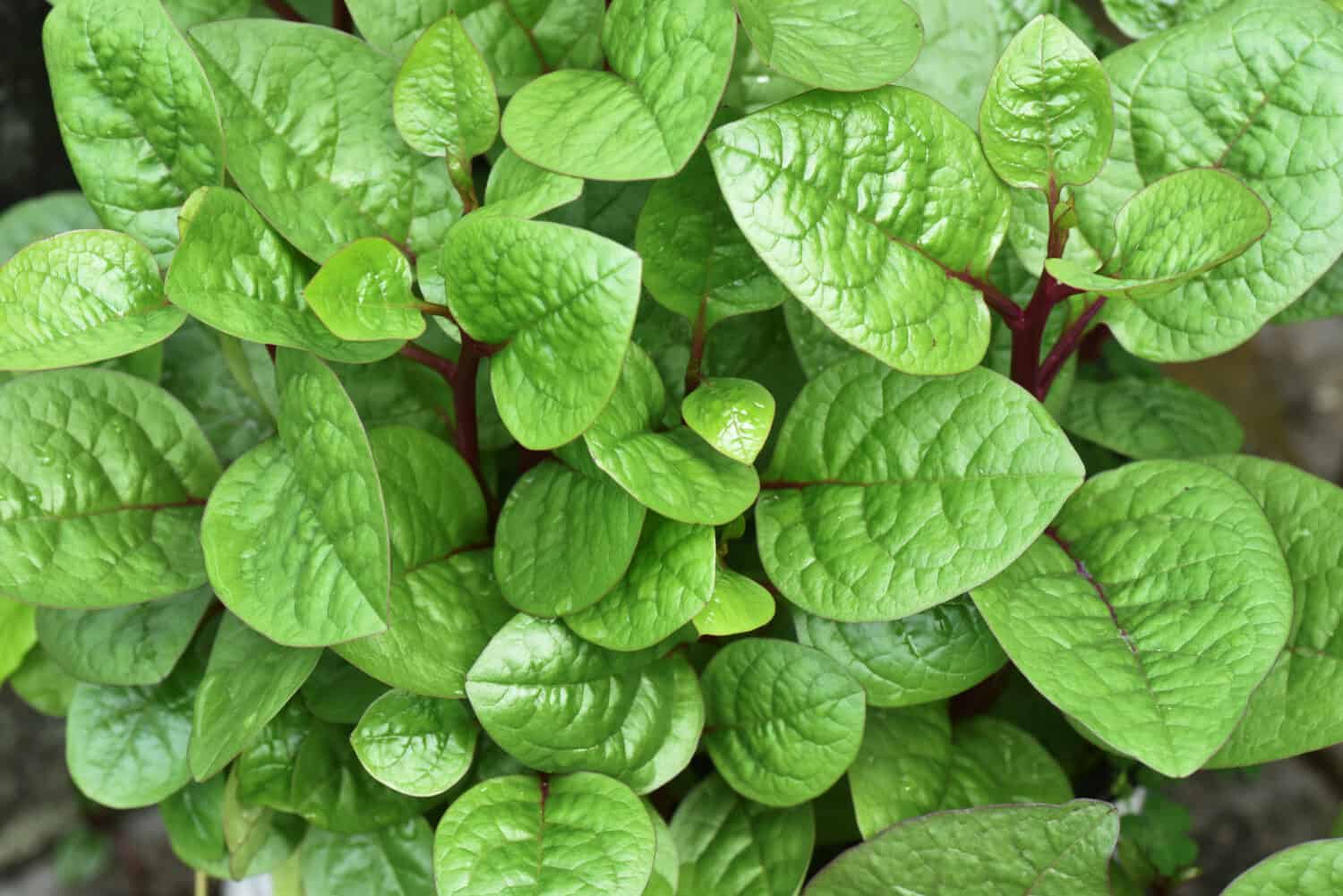 Foglie morbide, carnose e tenere di giovani piante di spinaci indiani vegetali a foglia densamente crescenti e altamente nutrienti (Basella alba, spinaci di Malabar, vazhala cheera).  Vista in primo piano dall'alto.