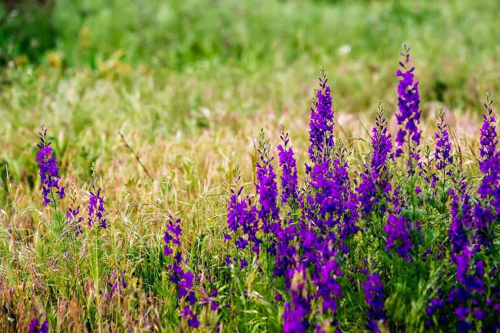 Delphinium ajacis vicino sullo sfondo.  Fiori multicolori di Larkspur.  Delphinium putple, fiori blu e rosa crescono nel giardino, Campo fiorito con Rocket Larkspur (Consolida ambigua).  orientalis