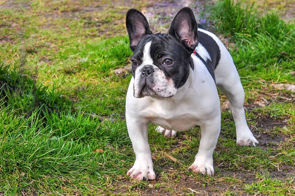 Animale, Colore nero, Osso, Bulldog, Canino - Animale