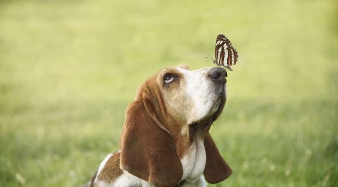 Simpatico cane con farfalla sul naso