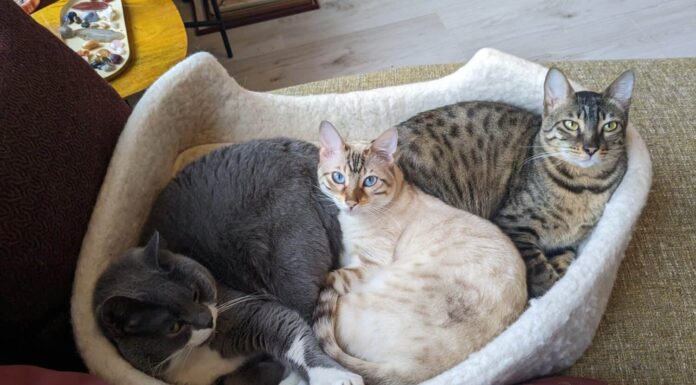 Tre gatti di diversi colori e razze, vale a dire;  Savannah, Bengala e gatto britannico a pelo corto che si rilassano in un cesto di lana di pecora.