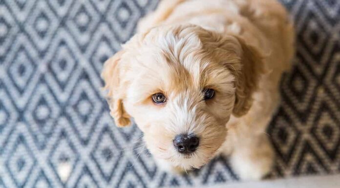 Cucciolo di Labradoodle australiano color crema