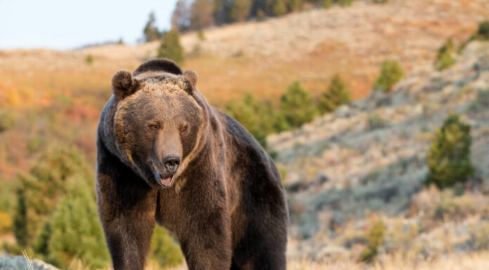 Orso grizzly sulla scogliera