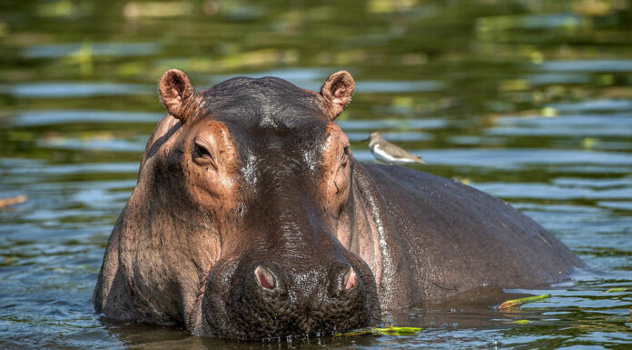 Un ippopotamo immerso nell'acqua, con solo gli occhi e le narici visibili