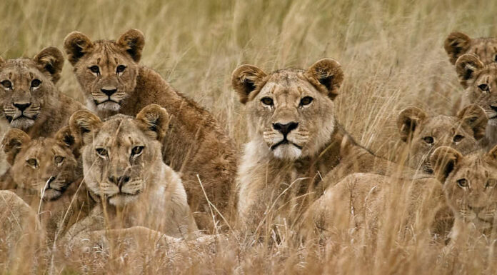 Orgoglio dei leoni in erba