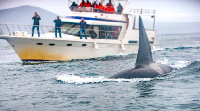 la balena e la barca con i turisti