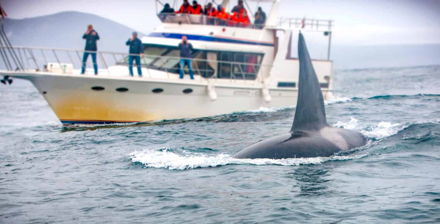 la balena e la barca con i turisti