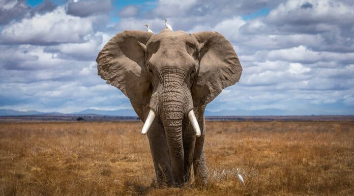 Elefanti in habitat naturale in Sud Africa.
