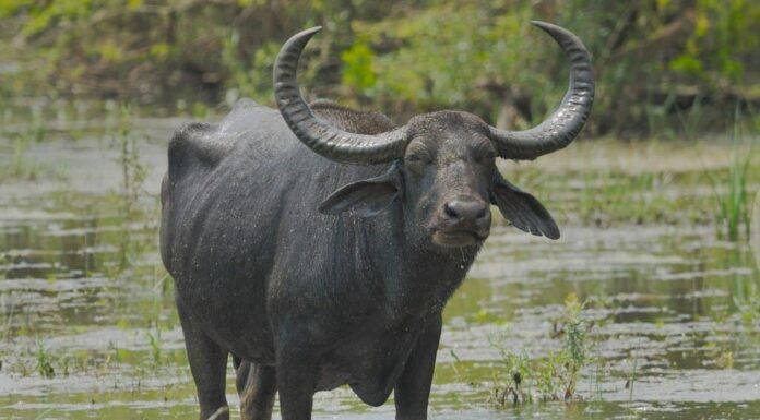 Bufalo d'acqua selvatico a Yala West National Park, Sri Lanka