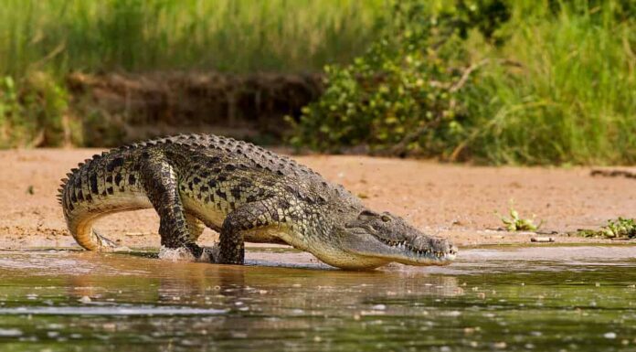 Un coccodrillo del Nilo, il più grande predatore del fiume Nilo.