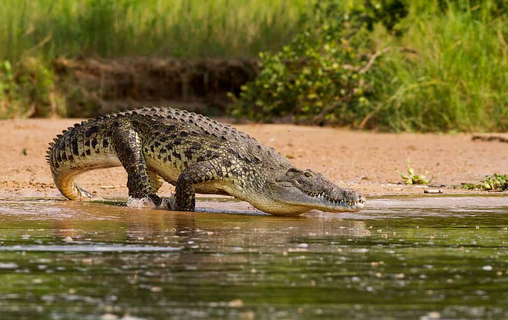 Un coccodrillo del Nilo, il più grande predatore del fiume Nilo.