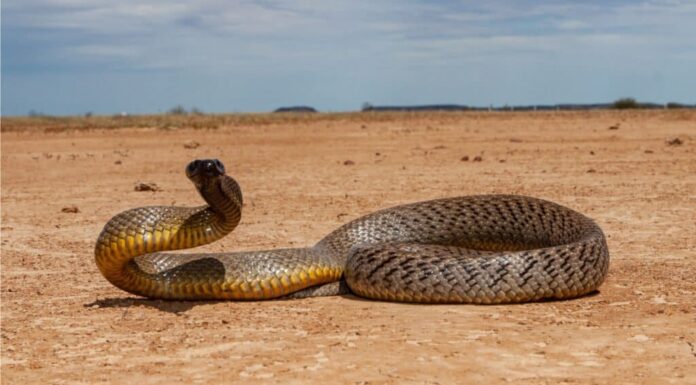 Inland Taipan, un serpente simile al Central Ranges Taipan.  The Central Ranges Taipan una specie di serpenti taipan altamente velenosi, mortali e veloci.