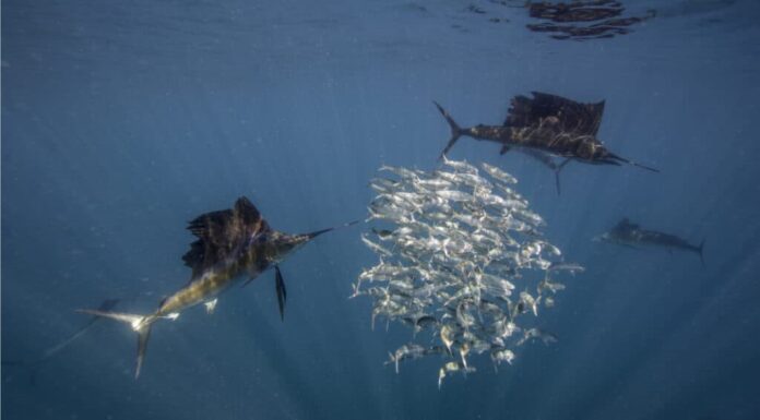 Caccia al pesce vela