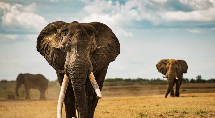 Enormi elefanti che camminano in gruppo nella savana