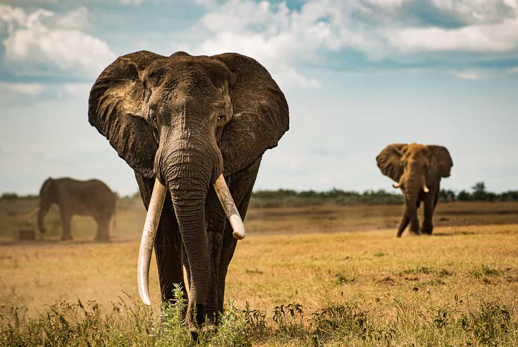 Grande elefante dalle zanne che vaga attraverso le pianure della savana africana del Kruger NP