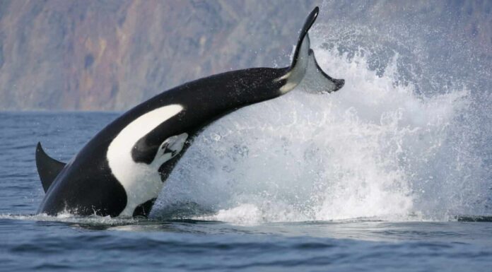 salto dinamico del pesce da caccia alla balena assassina